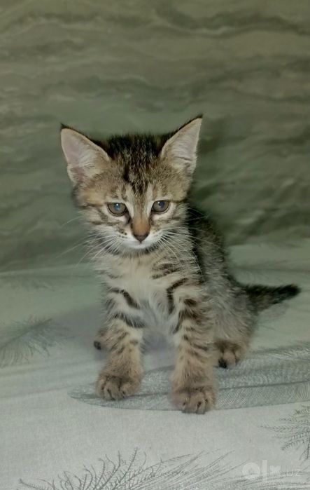 Котянок ищет дом! Отдадим бесплатно в хорошие руки!
