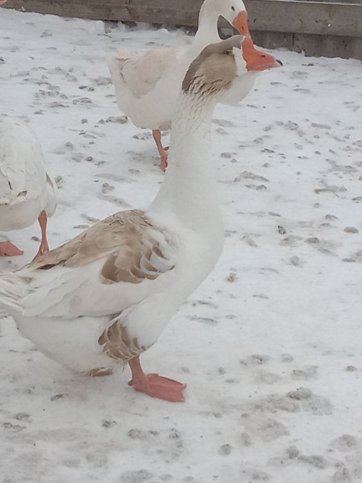 Продам семью гусей Холмогоров