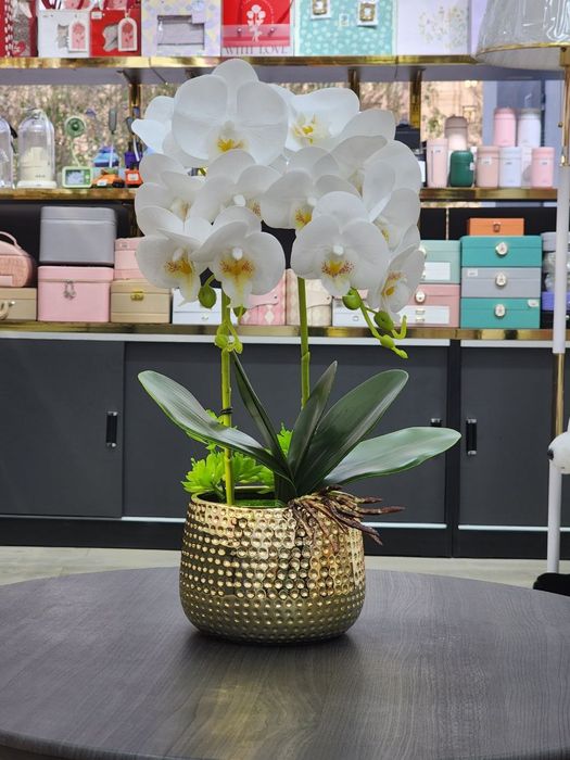 Орхидея  качество  люкс