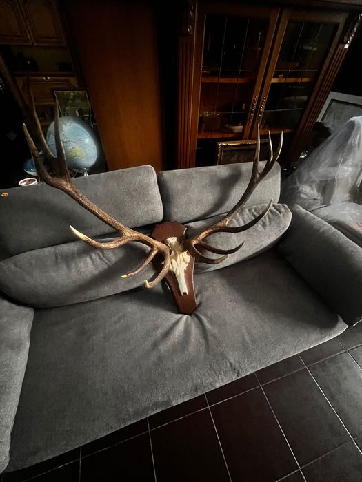 Coarne cerb (trofeu) germania