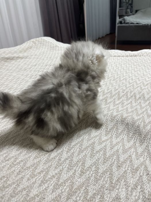 Продаю котёнка