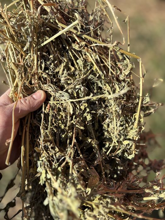 Vand baloți lucerna