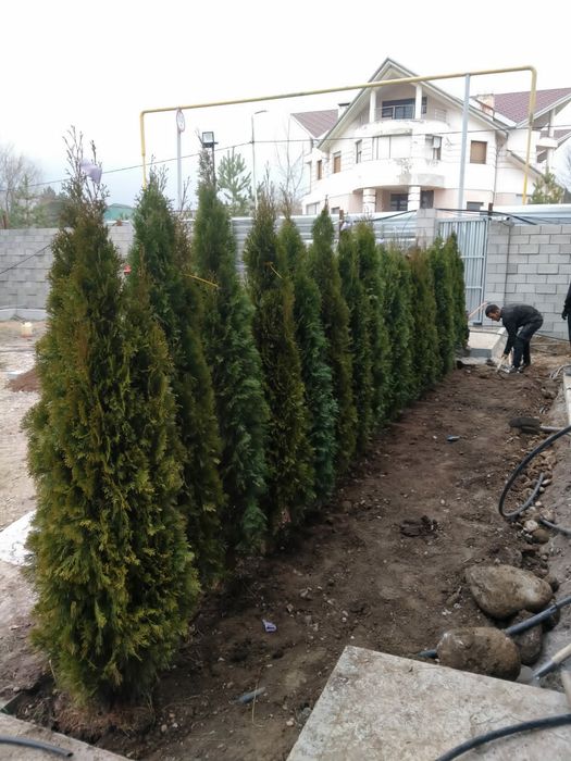 Декоративные , хвойные растения