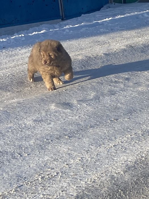 Пристрою, щенят