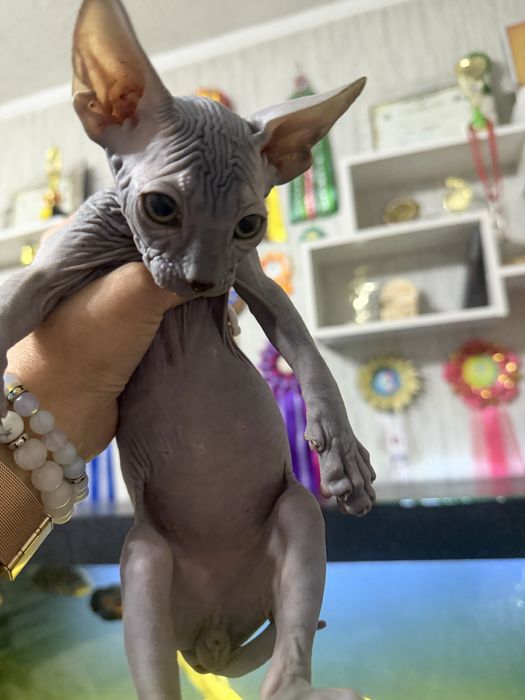Продам котёнка Канадский Сфинкс