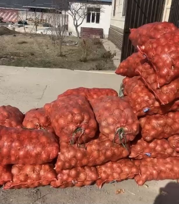 Репчатый лук Кокшетау