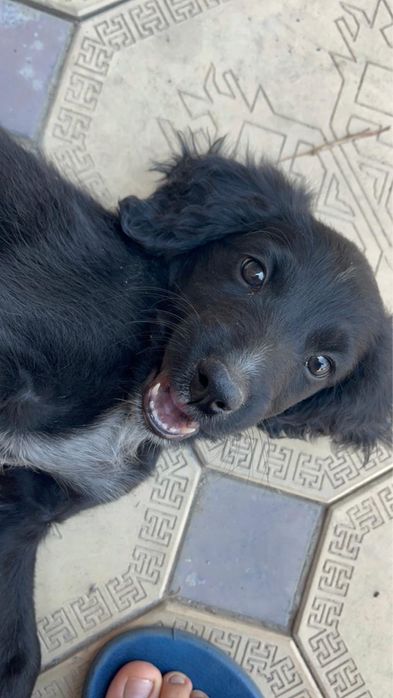 собака домашняя умная