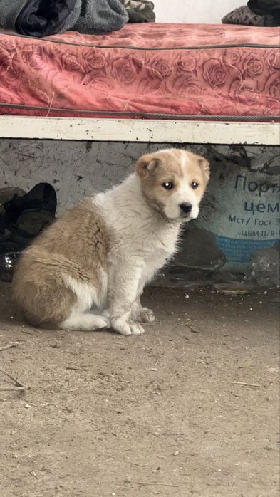 Тобет кушык сатылады