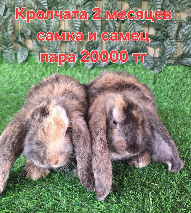 Французский баран рабочий самец крол