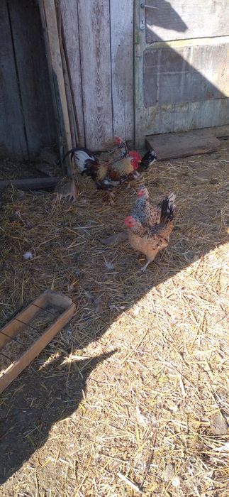O familie de găinuțe mii de flori