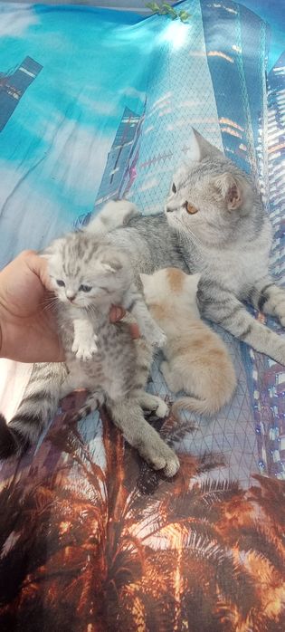 Котята  шотландские страйты