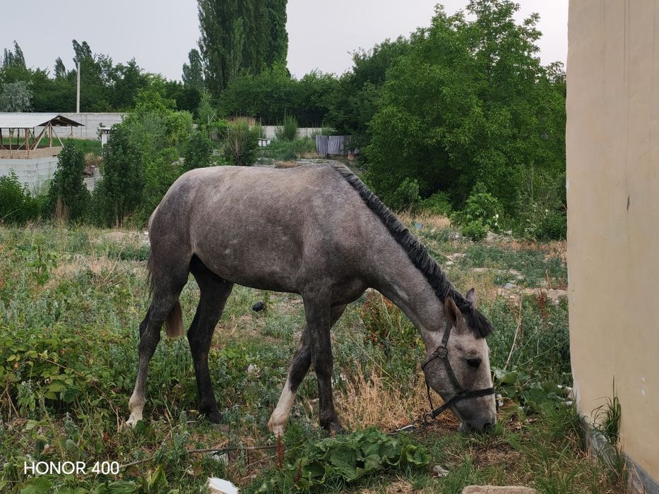 От. Қора Байр зоти тозза Чингизхон