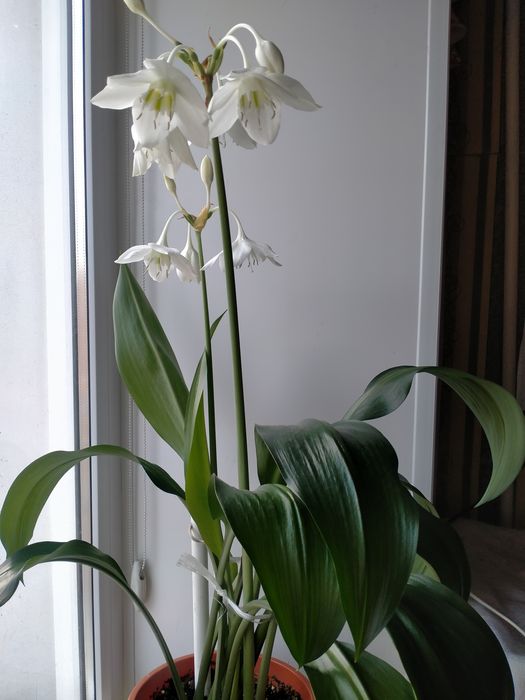 Продам комнатное растение