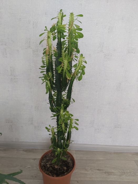 Продам цветы комнатные