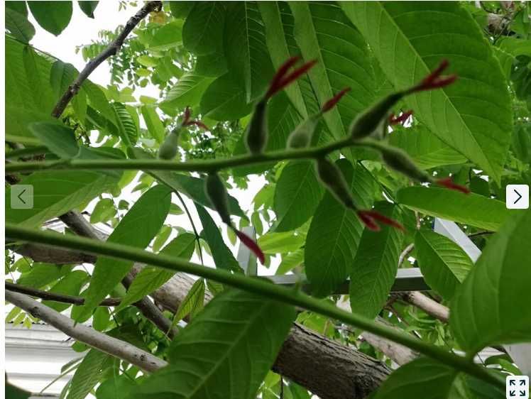 Продам саженцы  Маньчжурского ореха