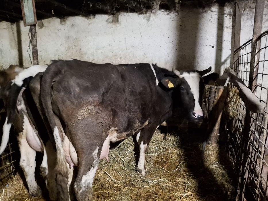 Vaca foarte bună de lapte