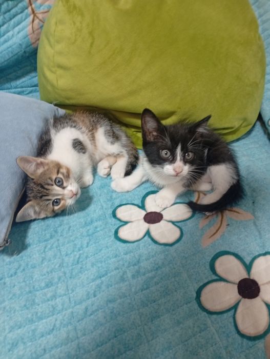 Котята бесплатно