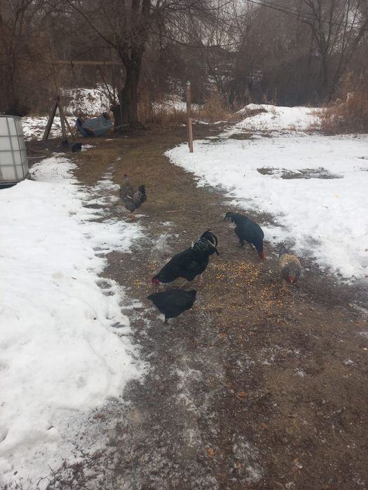 Тауықтар сатылады