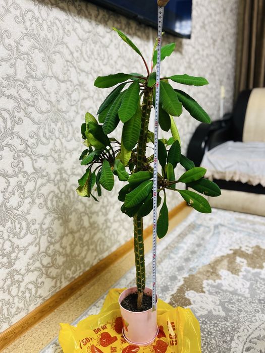 Комнатное растение