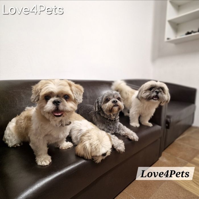 Cazare caini/ Pensiune canina/ Pet Sitter/ Pet Hotel/ Love4Pets