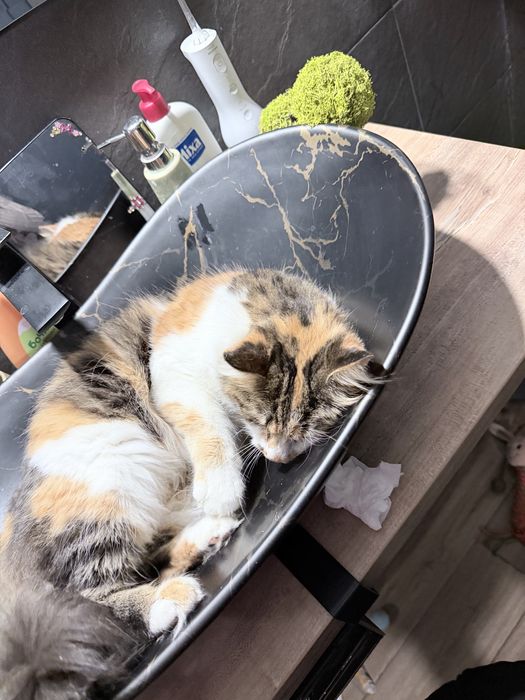 Подарявам котка женска