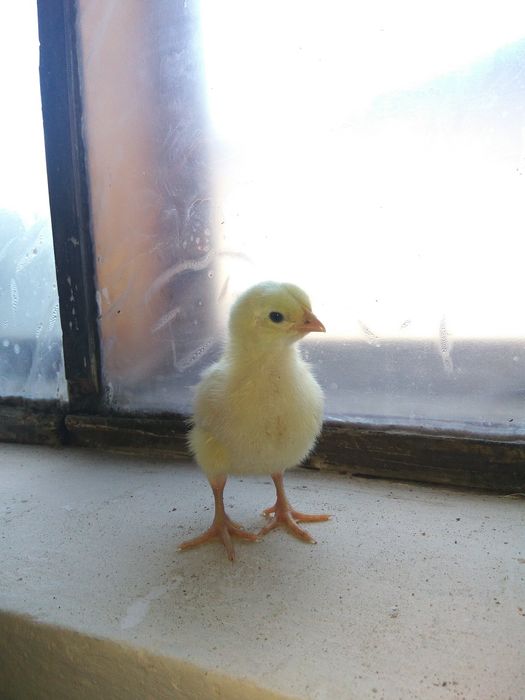 Цыплята бройлерные, бройлер