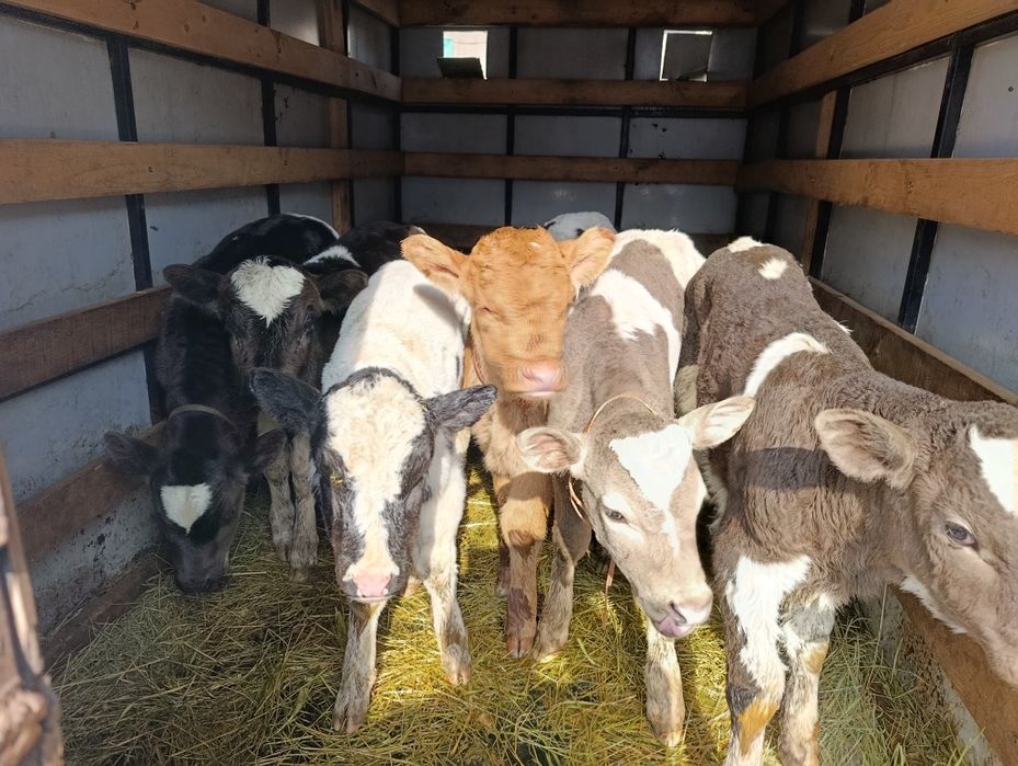 Телята бычки 7 голов Еркек бузаулар