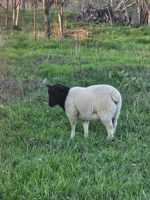 Mielute si oi Dorper.