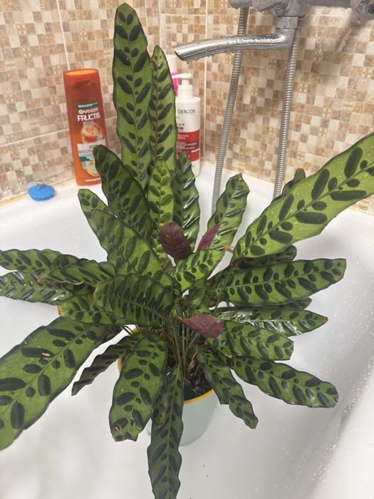 Растения разные