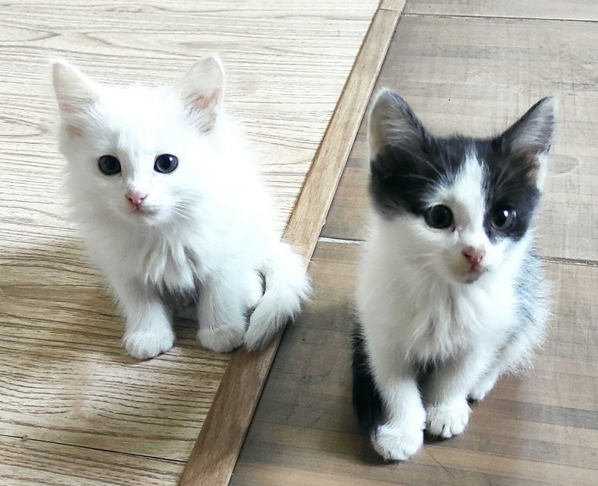 Отдам котят, бесплатно