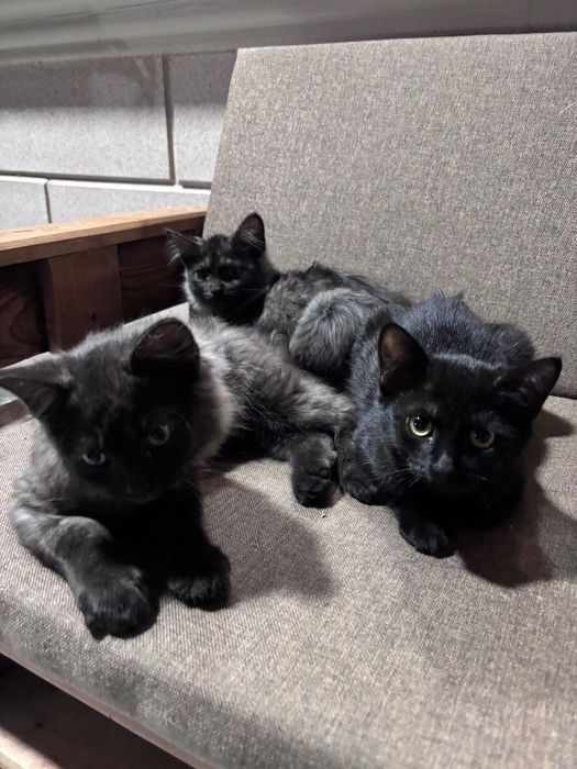 отдам котят в добрые руки