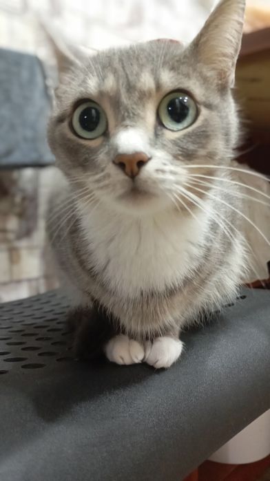 Потерялась кошка