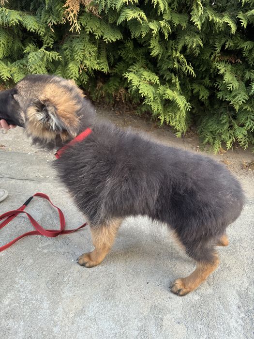 Продам щенков немецкой овчарки