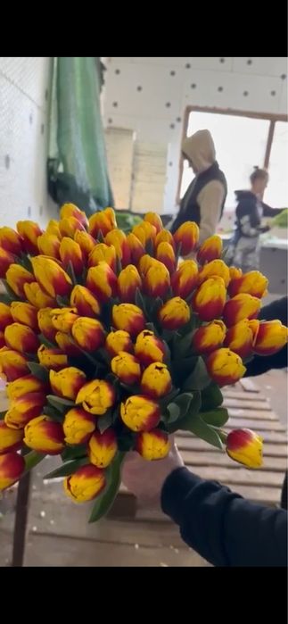 Тюльпаны голандские