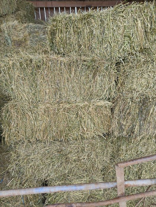 Vând baloți de lucernă dreptunghiulari