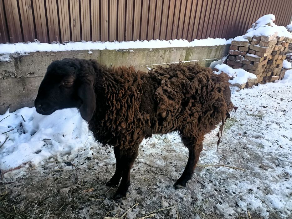 Продам 2-х баранов