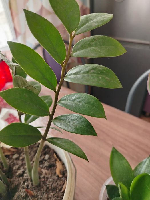 Продам за 1000тг