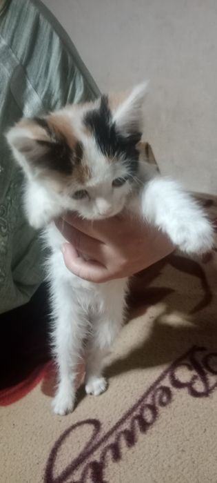 Продам  котят  мейн-кун