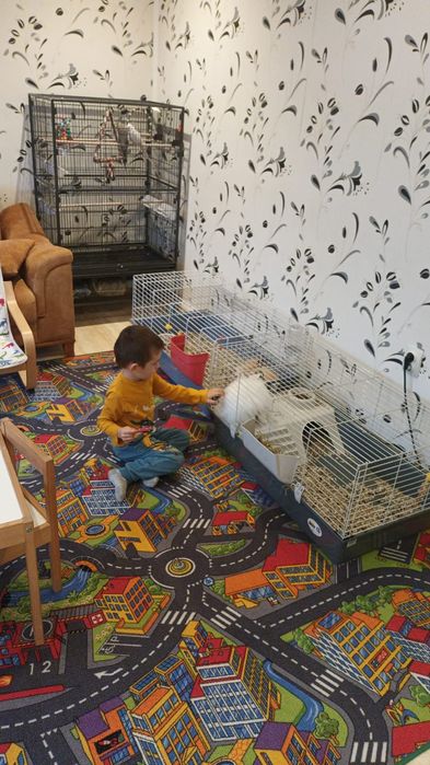 Iepuri pitici mini cap de leu si custi