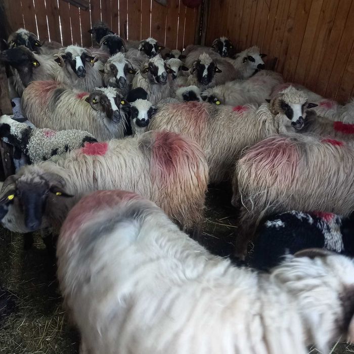 Vand oi detalii la numar