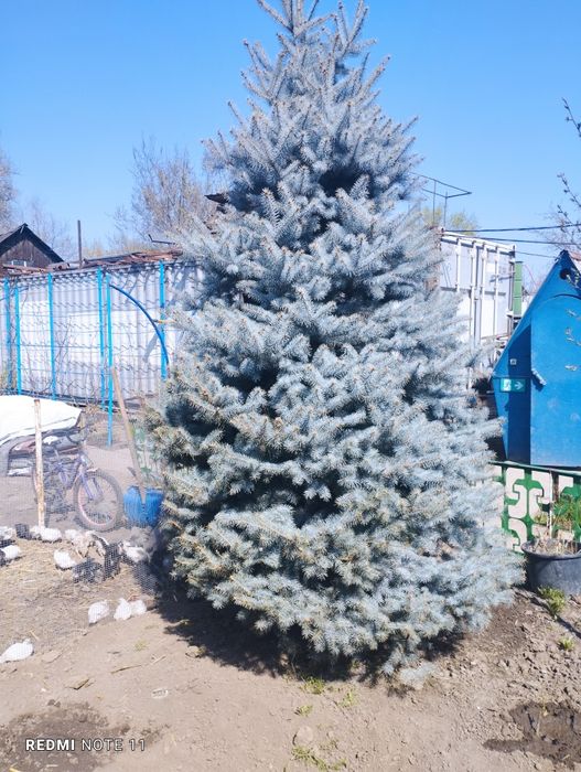 Продам две голубые ели