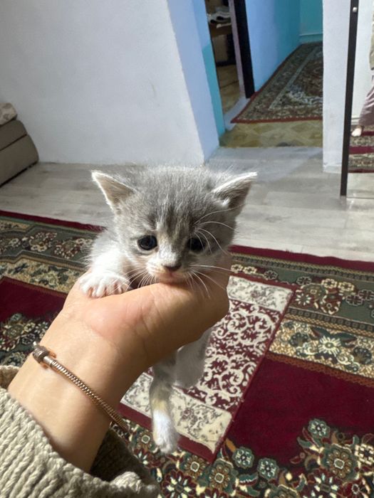 Отдам даром котят 4 шт 1 мальчик 3 девочка