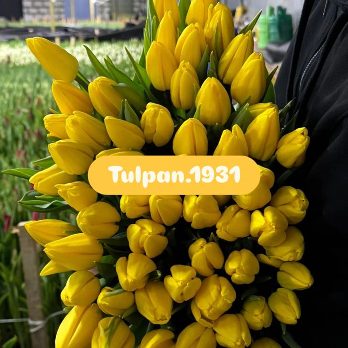 Тюльпаны к 8 марта