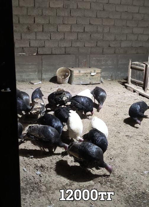 Балапандар индюк