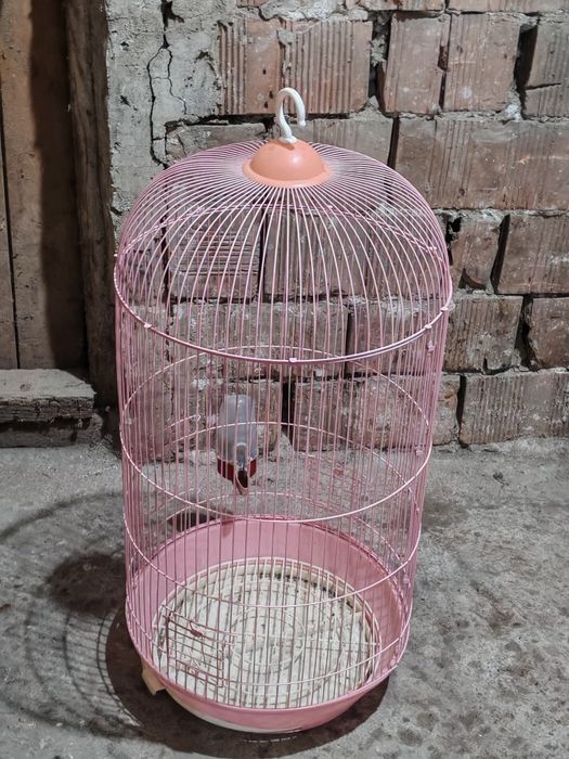 продавам клетки за Папагал бялата  другите