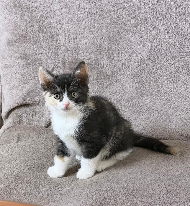 Отдам котят бесплатно