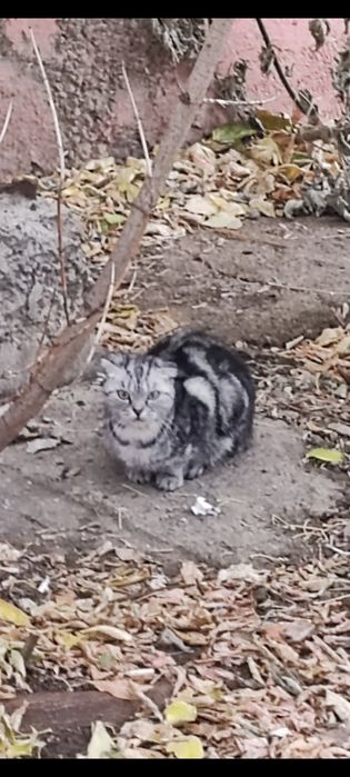 Кошечка британка вислоухая