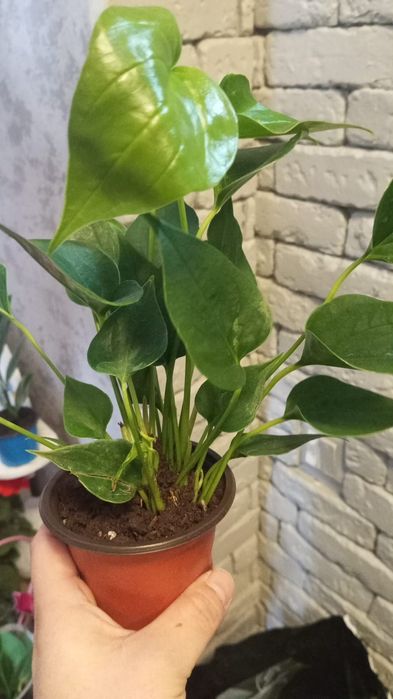 Тюльпаны оптом и в розн. От 440