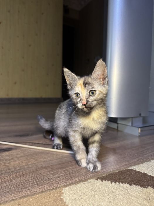 Отдам котят в надежные руки!
