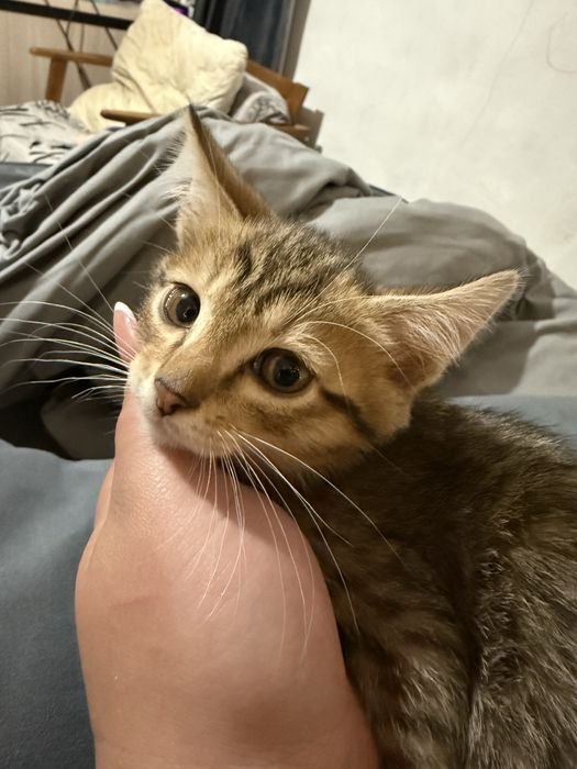 Котята от бенгалки